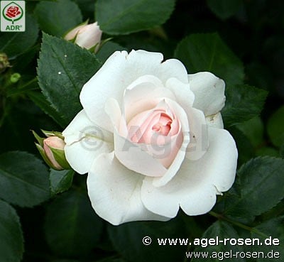 Aspirin Rose