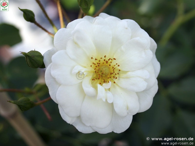 Schneek�nigin