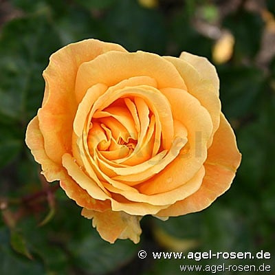 Bernstein Rose