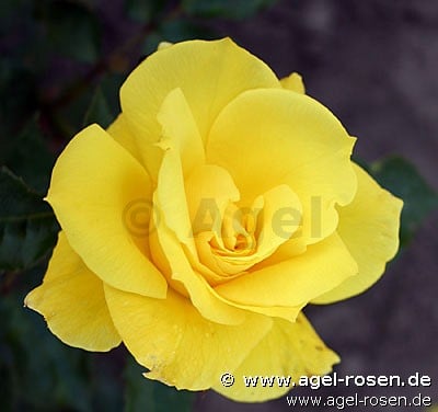 Friesia