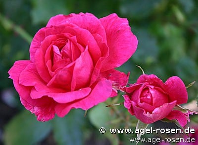 Parade-Rose 1953