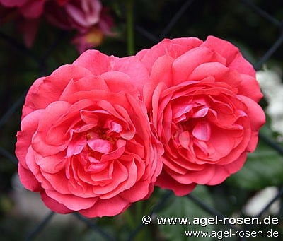 Rosarium Uetersen