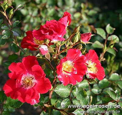 Red Meidiland