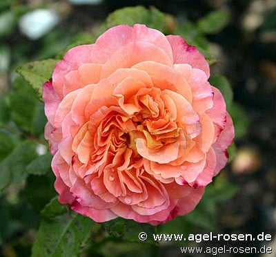 Augusta Luise