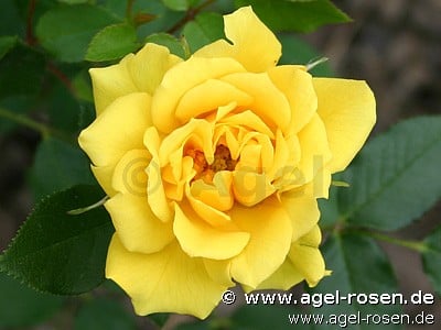 Gold Symphonie