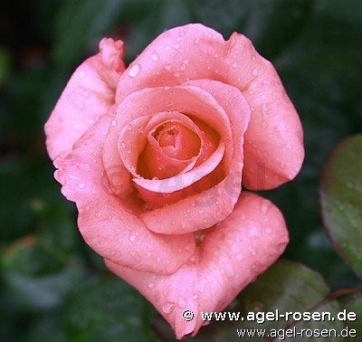 Elke G�newein