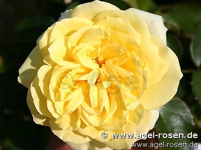 Sunlight Romantica