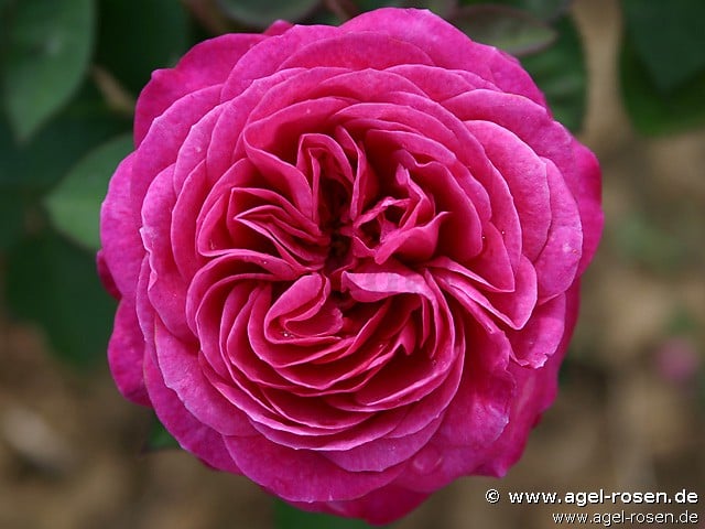 Heidi Klum Rose
