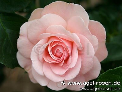 K�nigin Margrethe