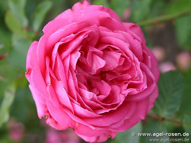 Angela W�nninger