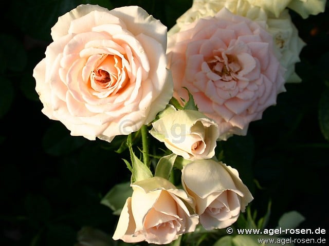 Champagnerperle