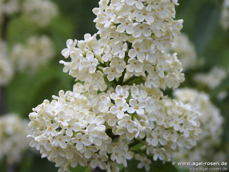 Primrose