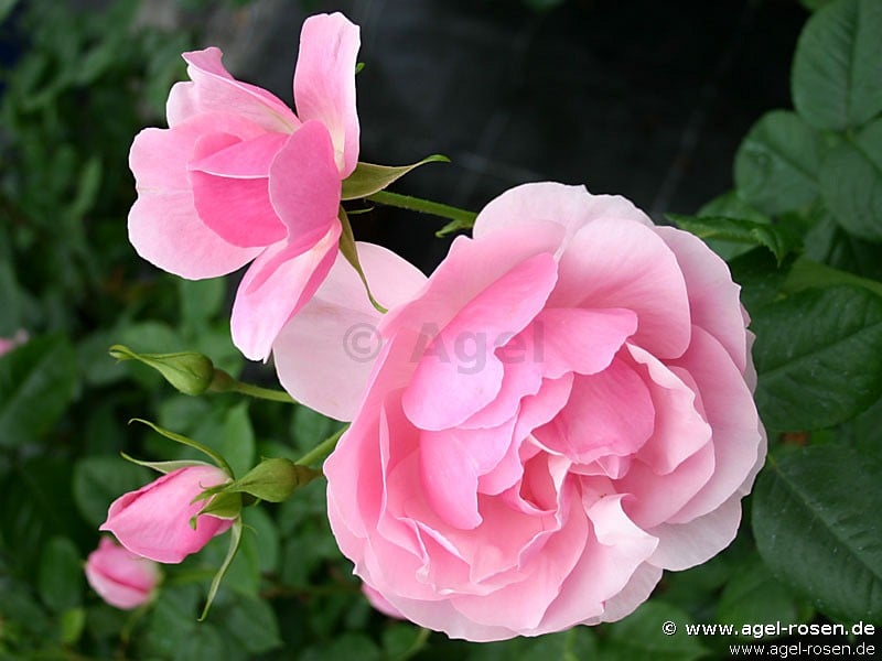 Bernd Weigel Rose