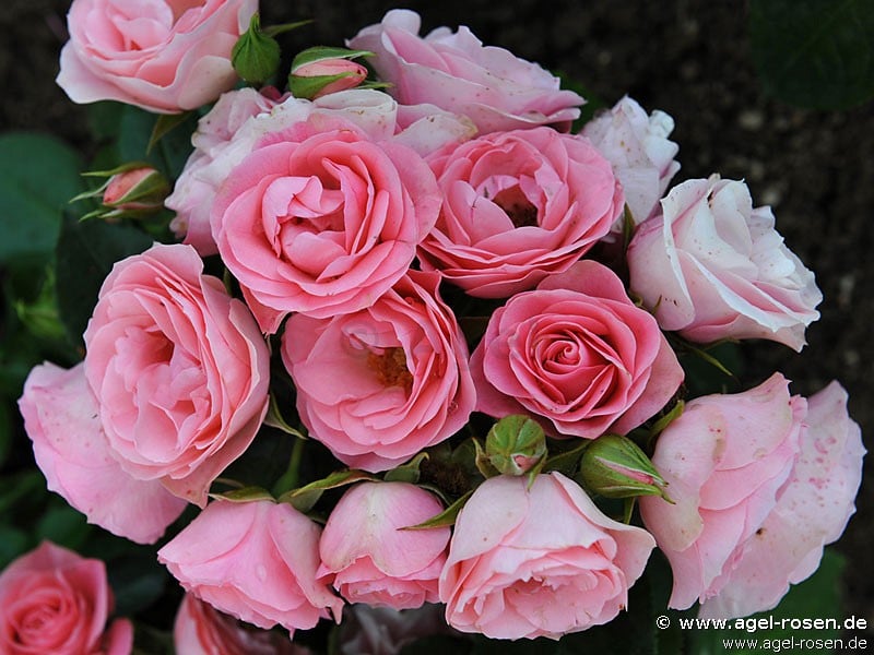 Bouquet de Mari�e