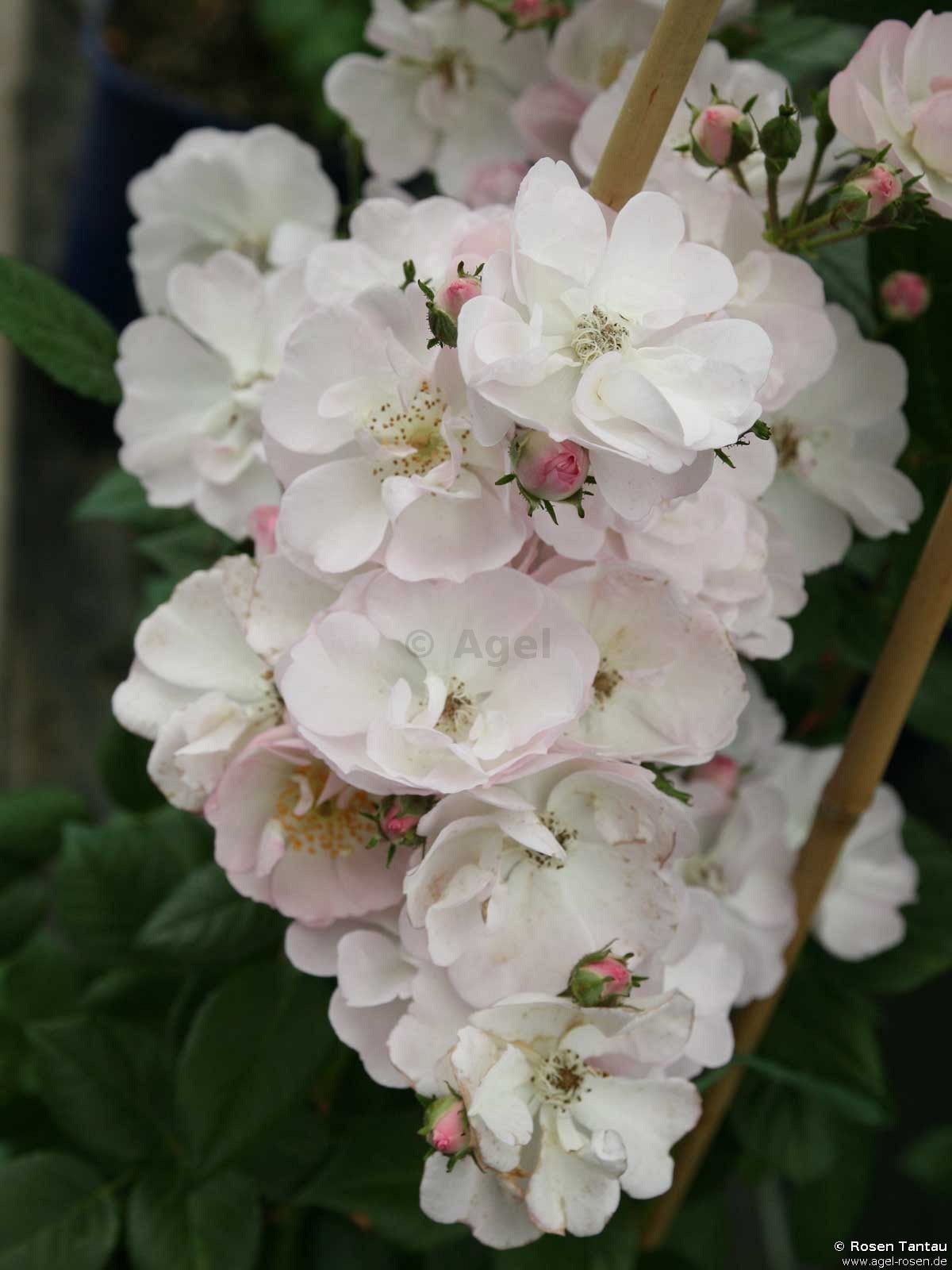 Perennial Blush