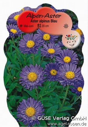 Alpen-Aster