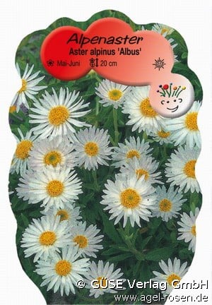 Alpen-Aster