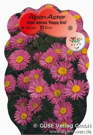 Alpen-Aster