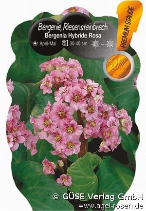 Bergenie