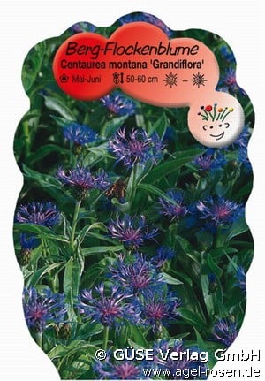 Bergkornblume