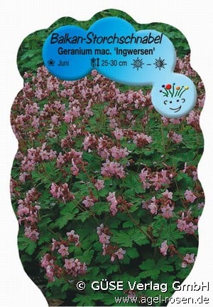 Balkan-Storchschnabel