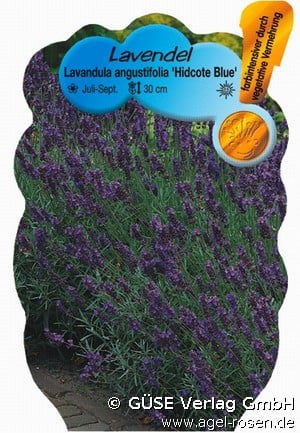 Echter Lavendel