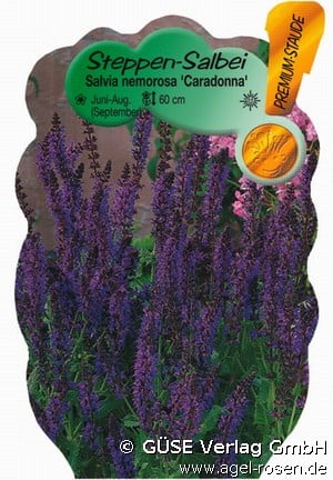 Garten-Salbei