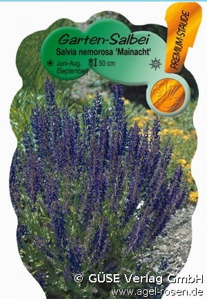 Garten-Salbei