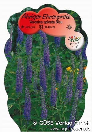 Blauer Ehrenpreis