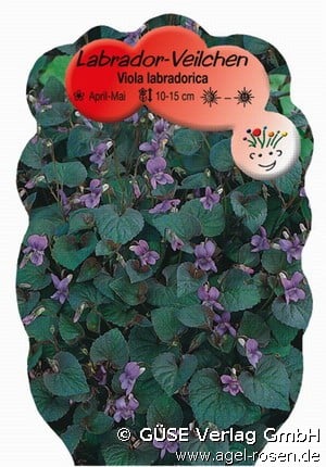 Labrador-Veilchen