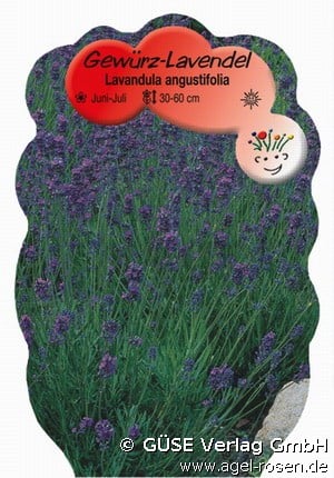 Lavendel