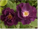 Rhapsody in Blue