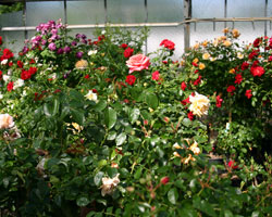 Rosen kaufen AGEL ROSEN Online Shop