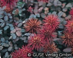 Braunrotes Stachelnüsschen kaufen, click for more details Braunrotes Stachelnüsschen