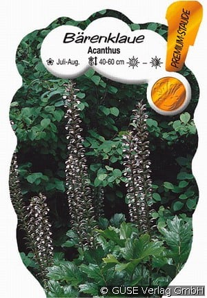 Bärenklau