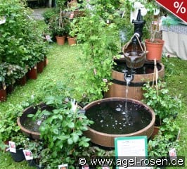 Brunnen WP5 Lieferung innerhalb von 3 Wochen