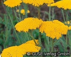 Schafgarbe kaufen, click for more details Schafgarbe