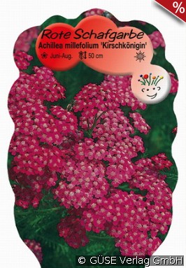 Schafgarbe