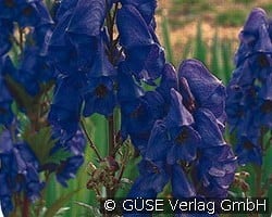 Eisenhut kaufen, clicken für mehr Details Eisenhut