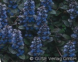 Rotblättriger Günsel kaufen, click for more details Rotblättriger Günsel