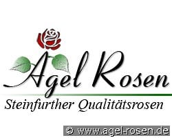 Bunter Günsel