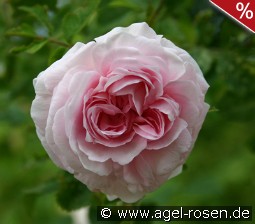Chloris