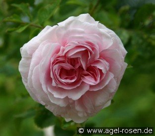 Chloris