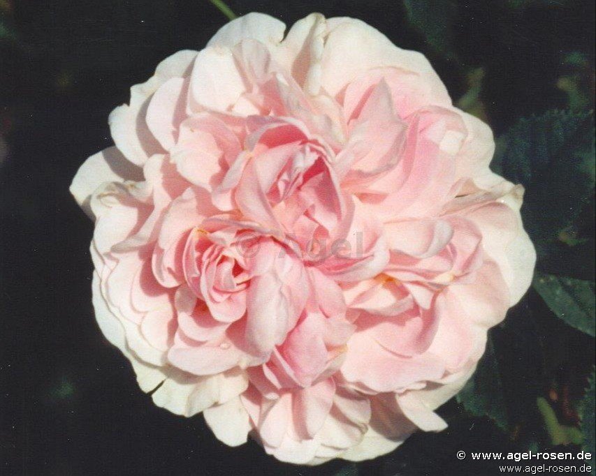 Buy Great Maiden's Blush – Alba Rose – AGEL ROSEN