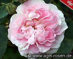 Great Maiden's Blush kaufen, click for more details Great Maiden's Blush