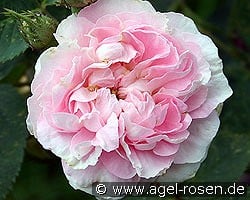 Great Maiden's Blush kaufen, click for more details Great Maiden's Blush