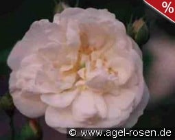 Mme. Plantier kaufen, click for more details Mme. Plantier