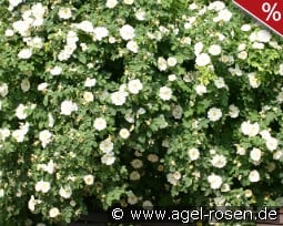 Rosa alba Semiplena kaufen, click for more details Rosa alba Semiplena