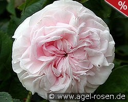 Félicité Parmentier kaufen, clicken für mehr Details Félicité Parmentier