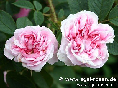 Rose ‘Königin von Dänemark‘ (wurzelnackte Rose)